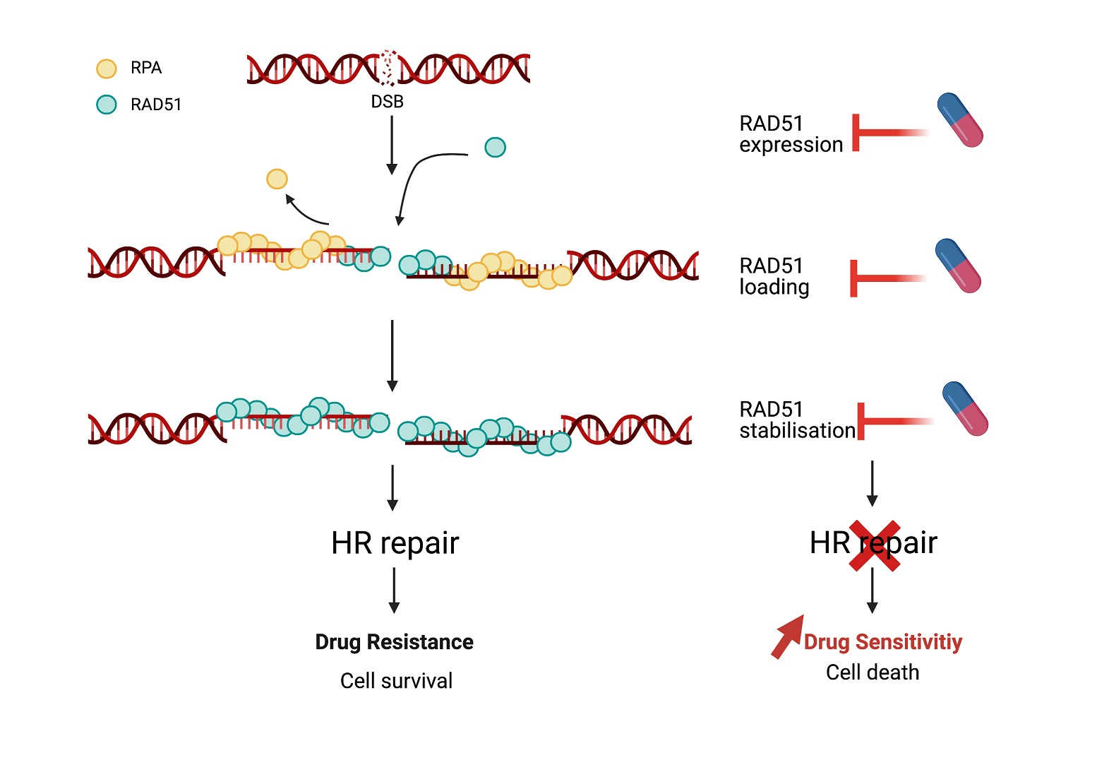 RAD51AP1 regulates ALT-HDR through chromatin-directed homeostasis of TERRA  - ScienceDirect