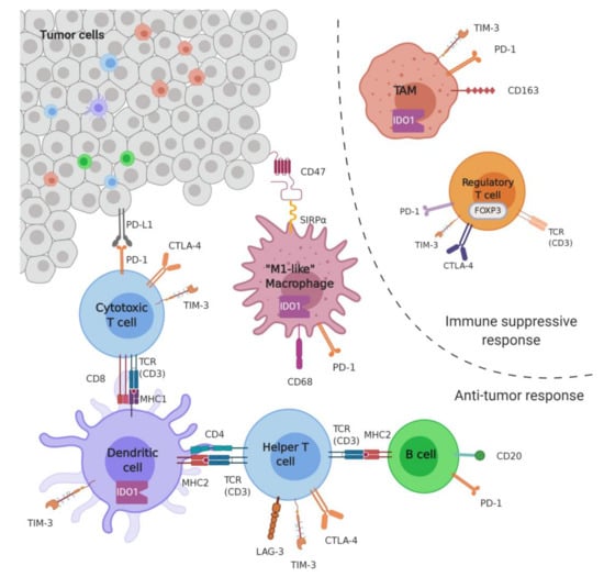 Cancers | Free Full-Text | Soft Tissue Sarcoma: An Insight on ...