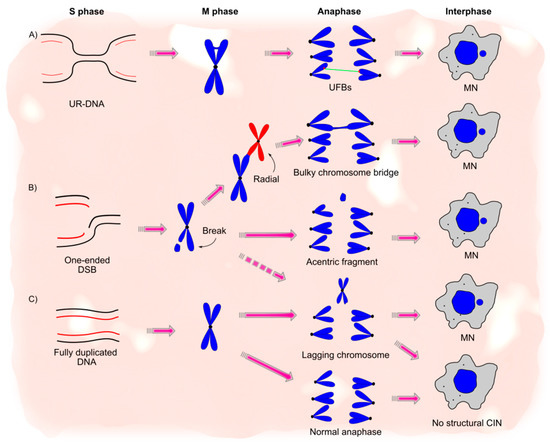 Cancers Free Full Text Structural Chromosome Instability Types Origins Consequences And Cancers Free Full Text Structural Chromosome Instability Types Origins Consequences And