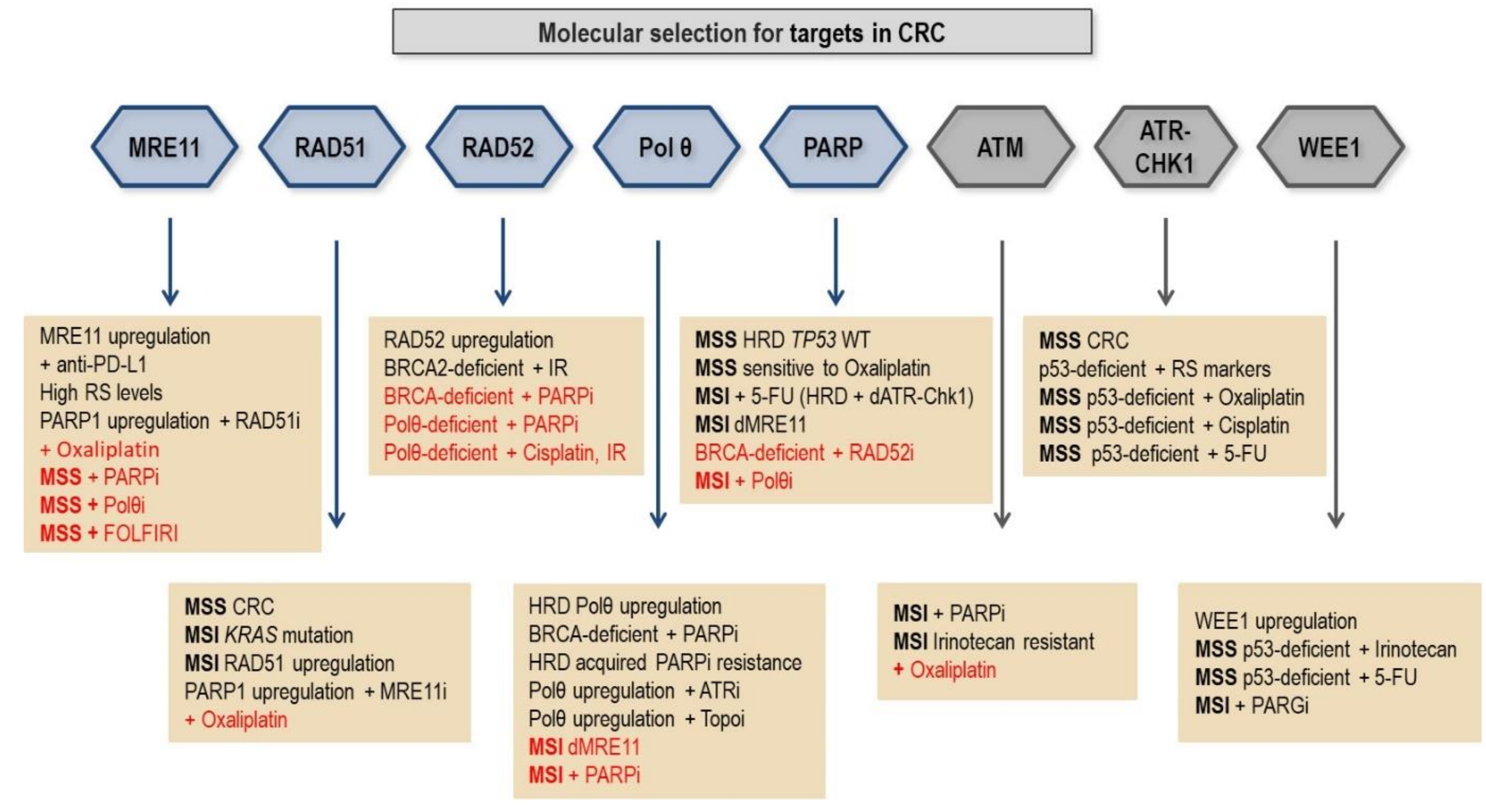 Cancers | Free Full-Text | Analyzing the Opportunities to Target DNA  Double-Strand Breaks Repair and Replicative Stress Responses to Improve  Therapeutic Index of Colorectal Cancer