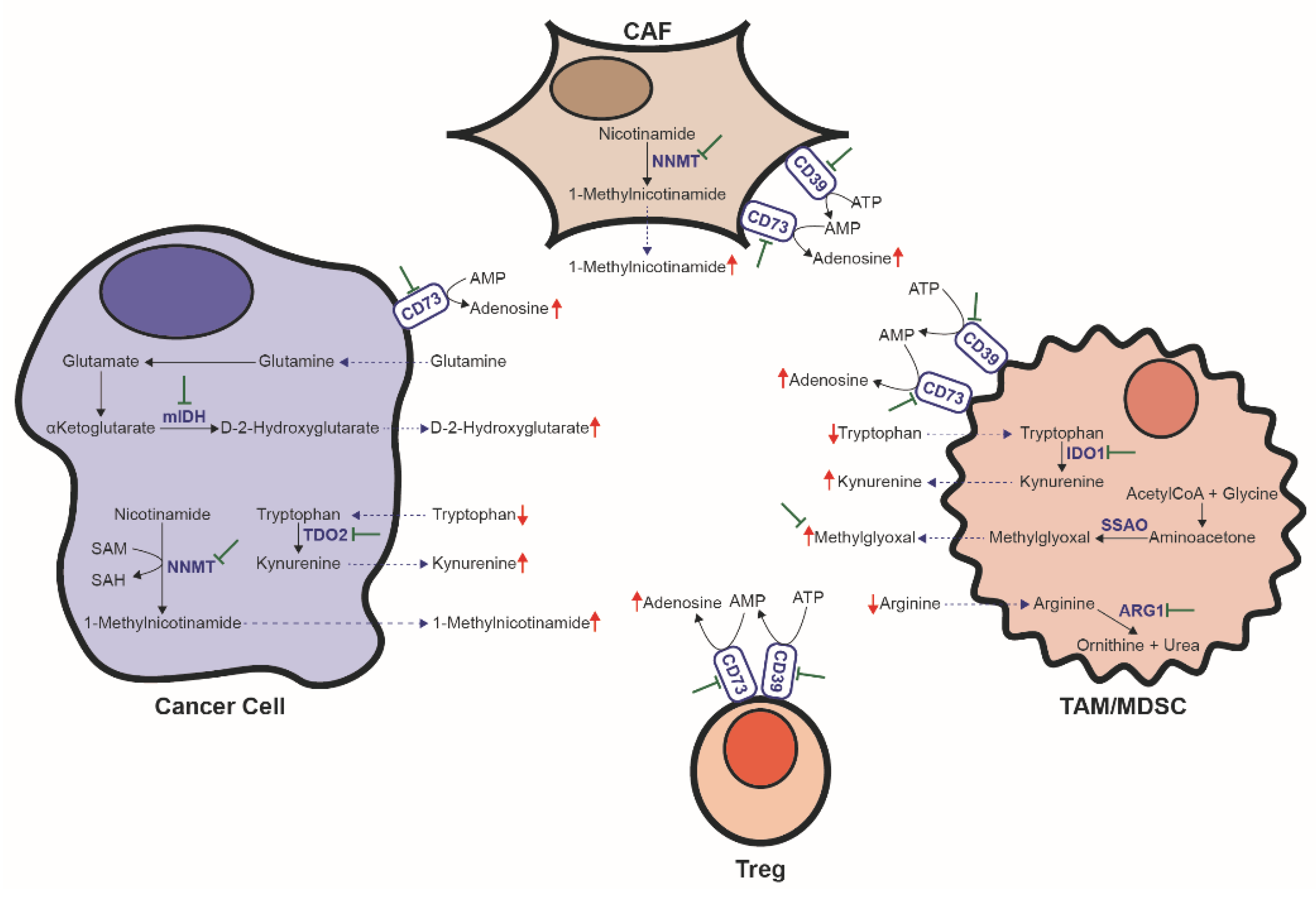 Cancers Free Full Text Tumor Microenvironment Derived Metabolites