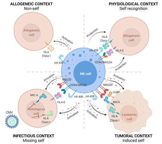 Cancers | Free Full-Text | Relevance of Polymorphic KIR and HLA Class I ...