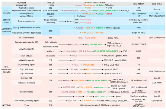 Cancers Free Full Text Proteins From The Dna Damage Response Regulation Dysfunction And