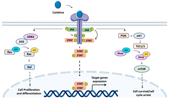 Cancers | Free Full-Text | The Emerging Role of Suppressors of Cytokine ...