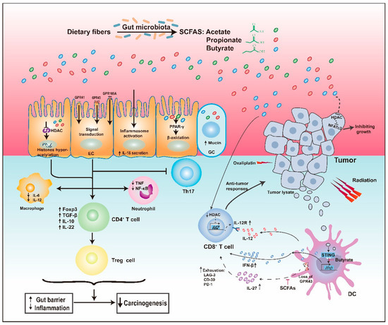 Cancers | Free Full-Text | Microbiota-Associated Metabolites and ...