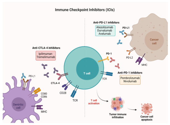 Cancers | Free Full-Text | Immune Checkpoint Inhibitors in Urothelial ...