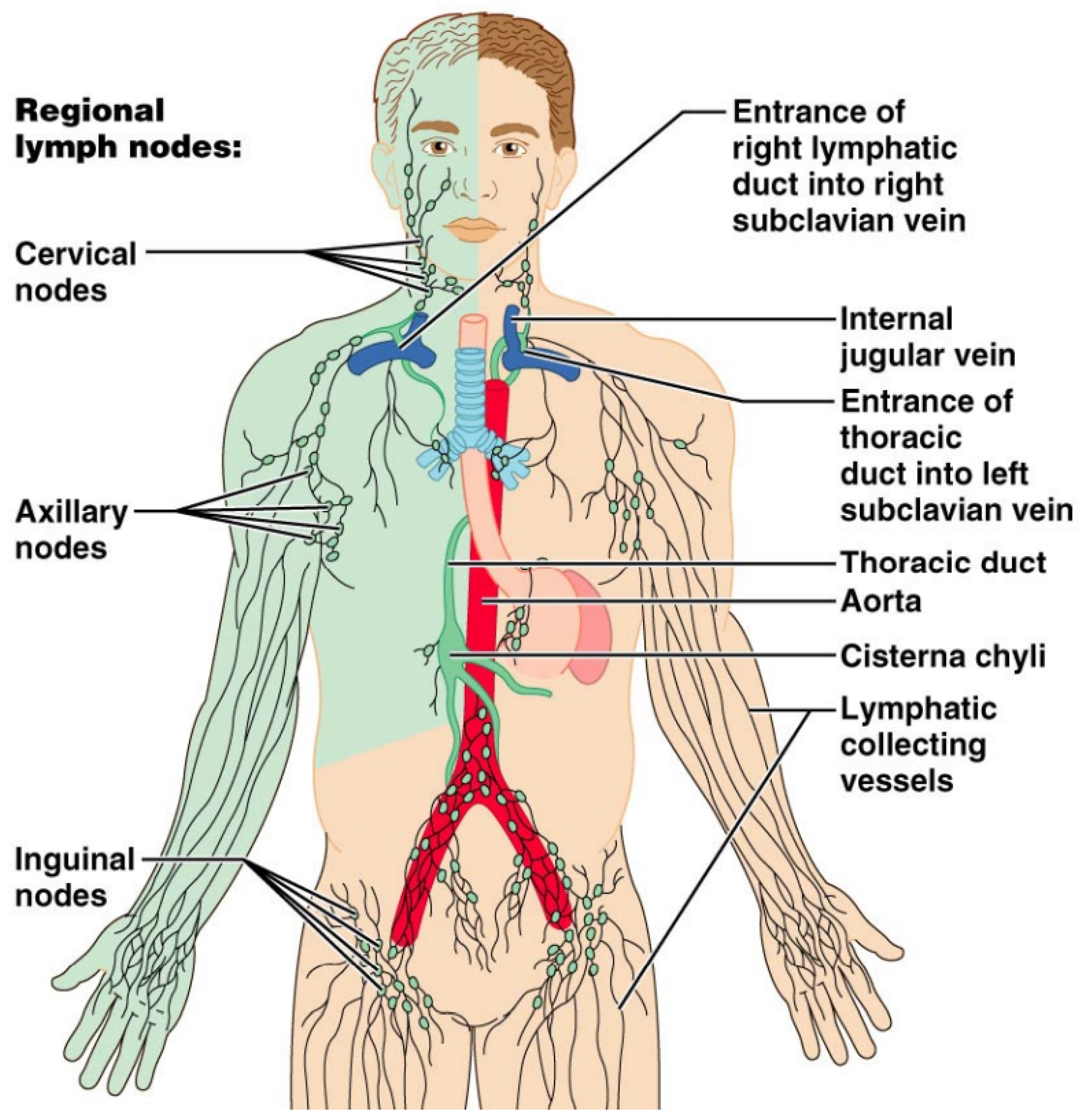 Oncologic Imaging Of The Lymphatic System Current Perspective With Oncologic Imaging Of The Lymphatic System Current Perspective With