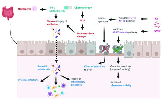 Cancers | Free Full-Text | A Perspective on the Role of Microbiome for ...