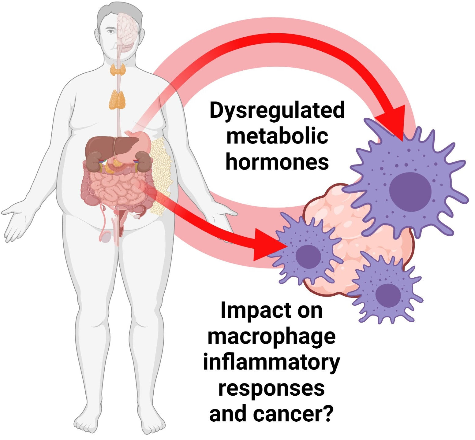 Cancers Free Full-Text Metabolic Hormones Modulate Macrophage Inflammatory Responses
