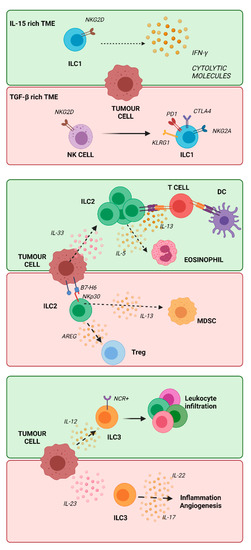 Cancers | Free Full-Text | The Dual Role of Innate Lymphoid and Natural  Killer Cells in Cancer. from Phenotype to Single-Cell Transcriptomics,  Functions and Clinical Uses