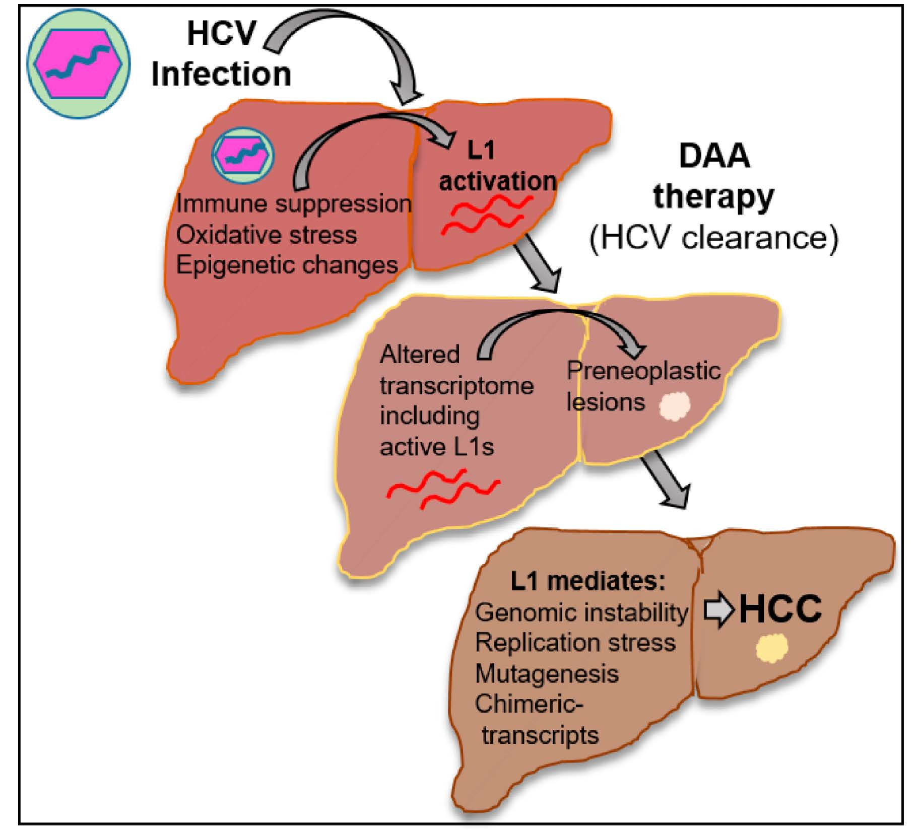 Cancers | Free Full-Text | HCV Activates Somatic L1 Retrotransposition—A  Potential Hepatocarcinogenesis Pathway