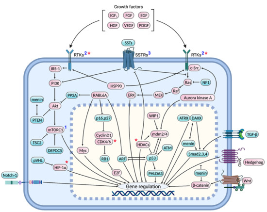 Cancers | Free Full-Text | Pancreatic Neuroendocrine Tumors 