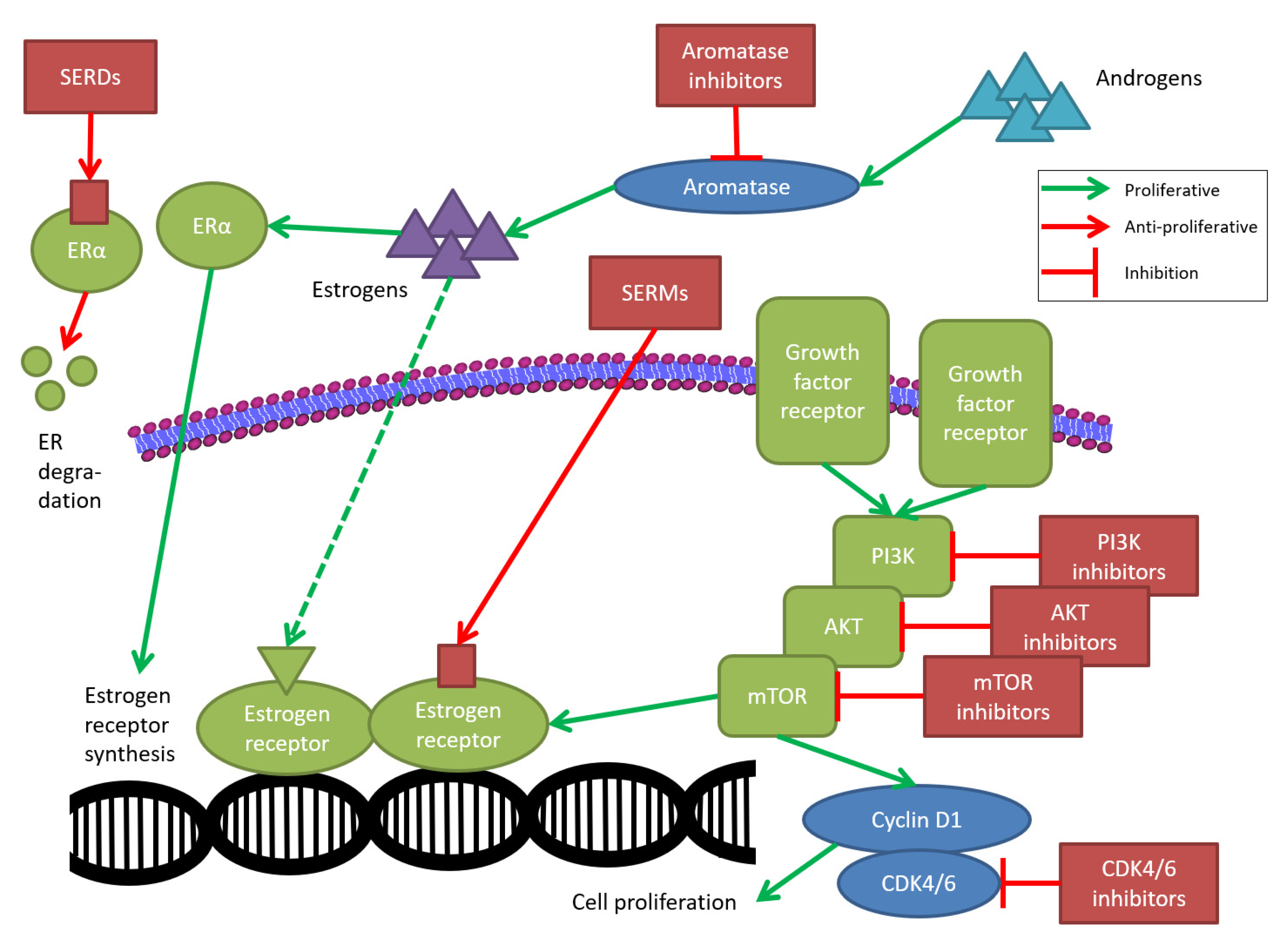 Cancers Free Full Text Endocrine Treatment For Breast Cancer 