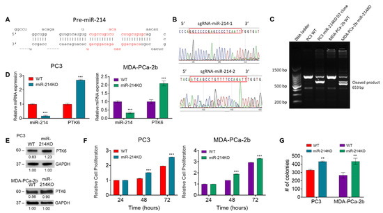 Knockdown of microRNA-214-3p Promotes Tumor Growth and Epithelial ...