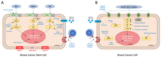 The Role of Breast Cancer Stem Cells in Chemoresistance and Metastasis ...