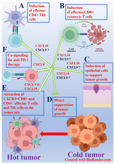 Cancers Free Full Text Chemokines In The Landscape Of Cancer