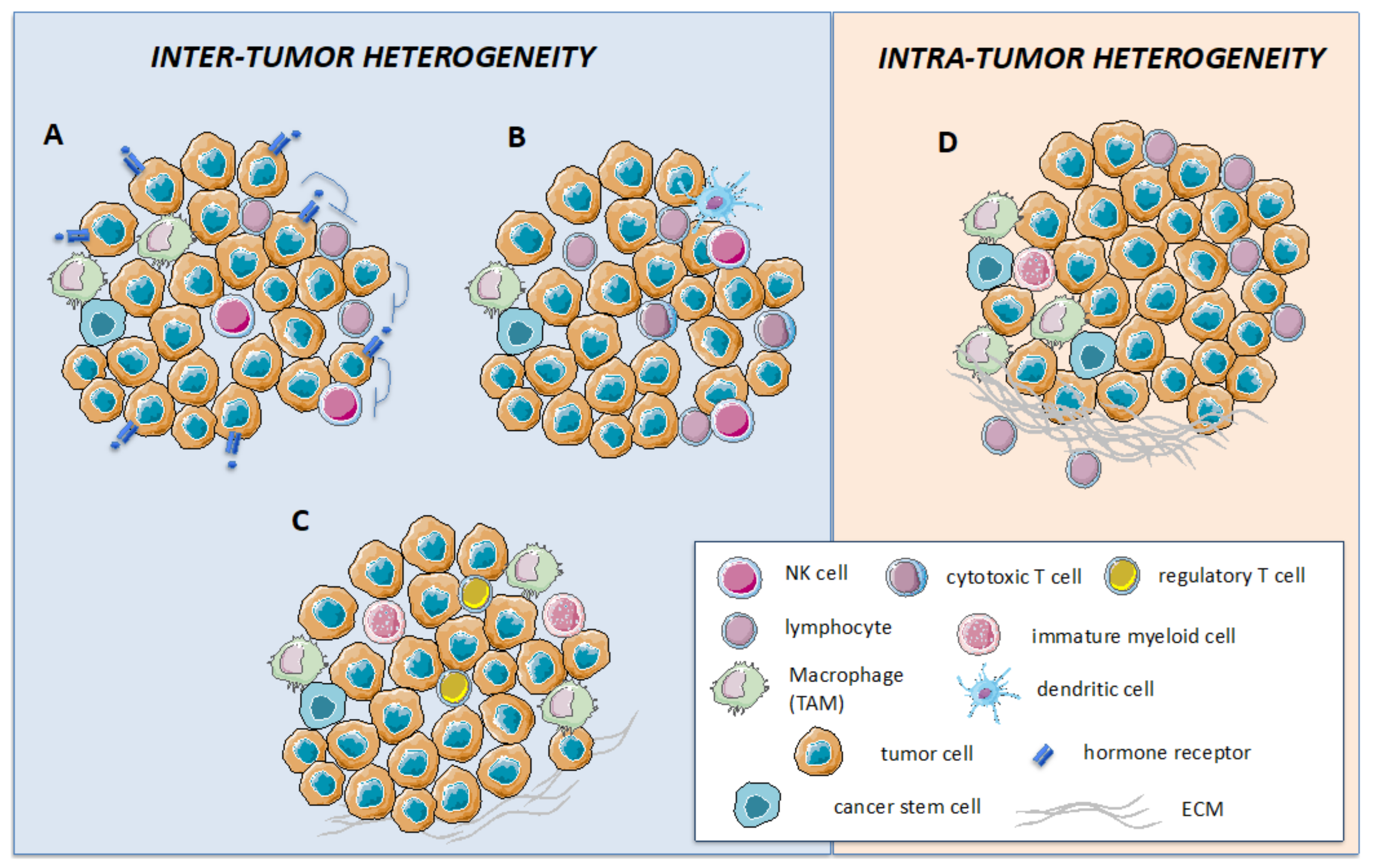Cancers Free Full Text Impact Of Immune Cell Heterogeneity On Her2