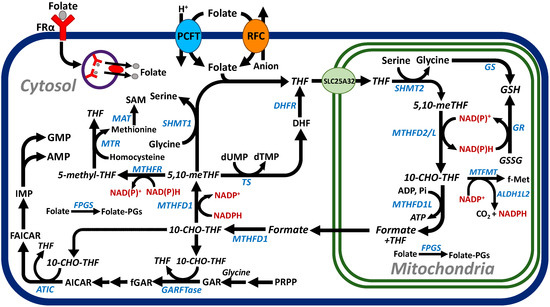 Cancers | Free Full-Text | Folate Transport and One-Carbon