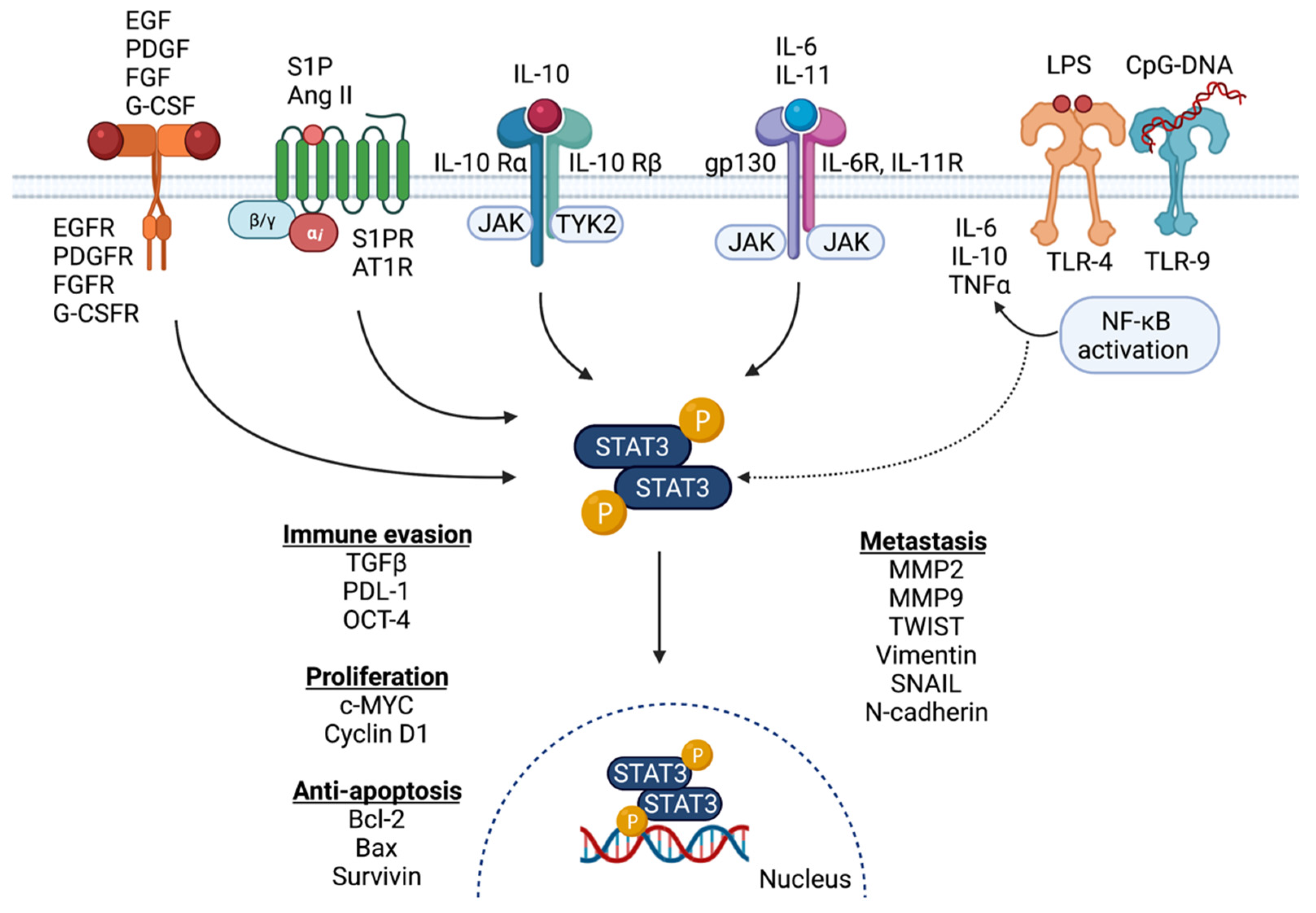 Cancers Free Full Text Stat3 Signaling In Breast Cancer Multicellular Actions And