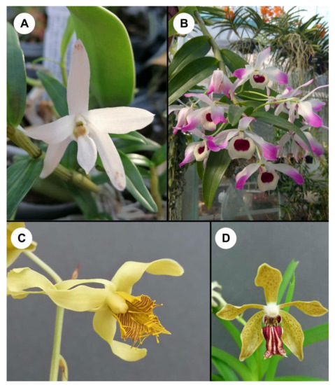 Cancers | Free Full-Text | Orchidaceae-Derived Anticancer Agents: A Review