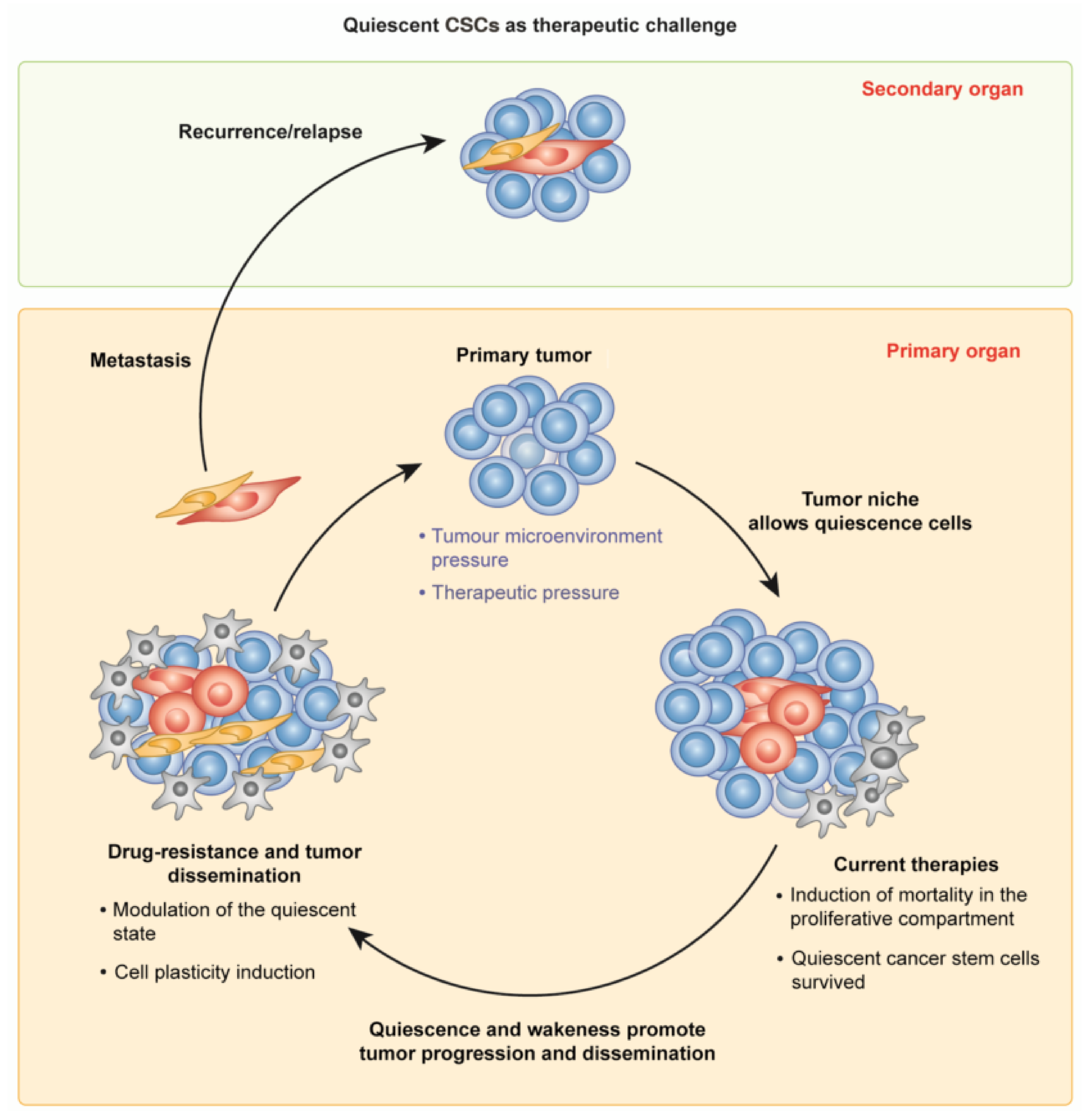 The micro-environment of breast cancer in three dimensions - ecancer