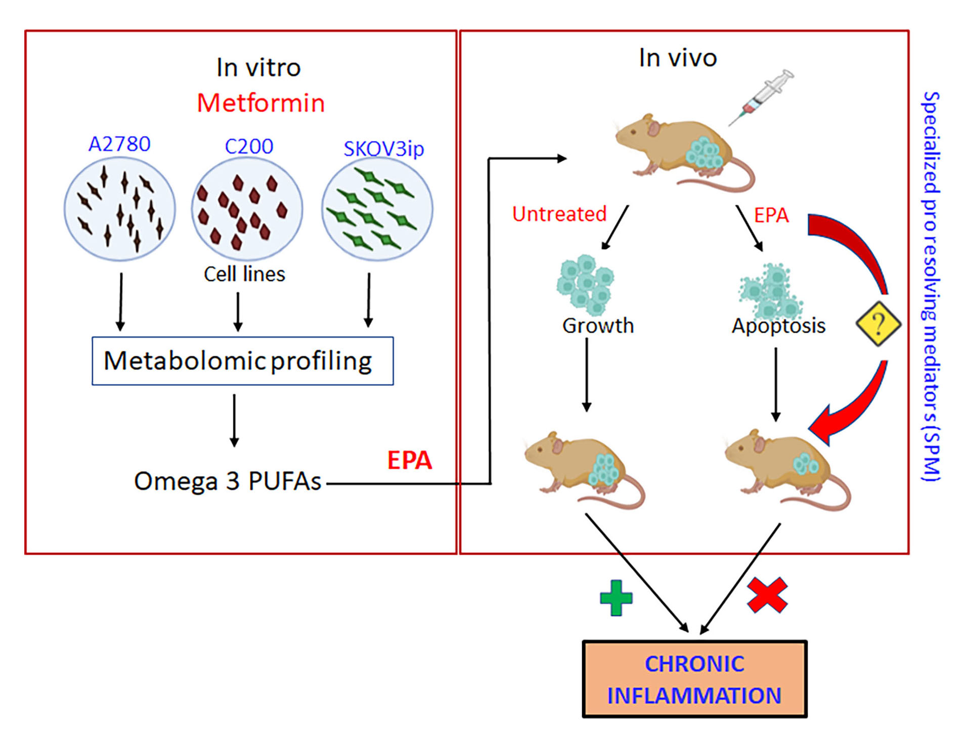 Cancers Free Full Text Divergent Metabolic Effects of