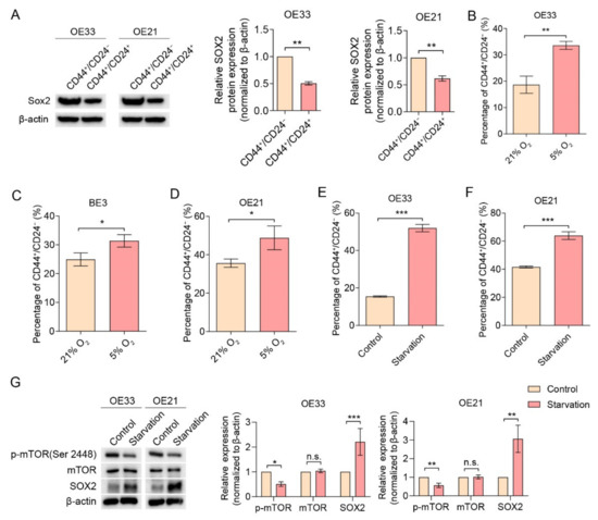 Cancers | Free Full-Text | Role of mTOR through Autophagy in Esophageal ...