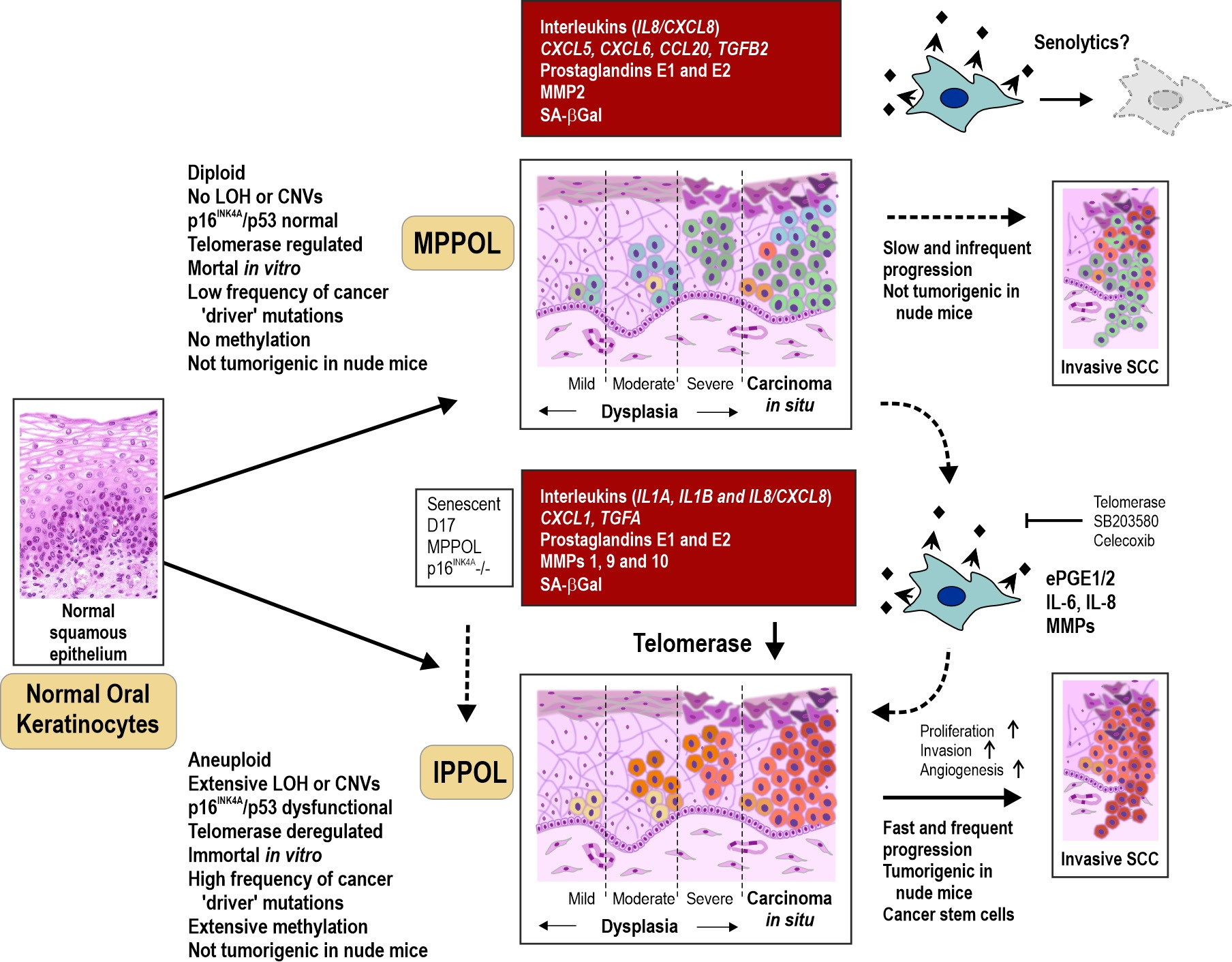 Cancers Free Full Text Extracellular Prostaglandins E1 And E2 And 