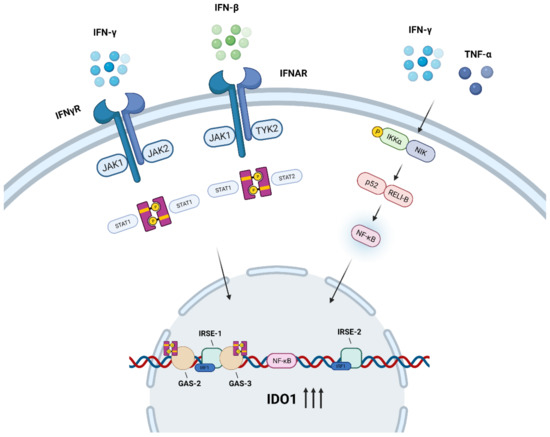 Cancers | Free Full-Text | The Role of Indoleamine 2, 3-Dioxygenase 1 in  Regulating Tumor Microenvironment