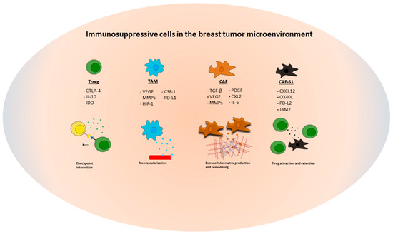 Cancers | Free Full-Text | Implications For Immunotherapy Of Breast ...