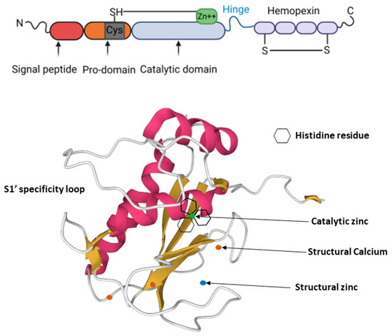 Regulation and Function of Matrix Metalloproteinase-13 in Cancer ...