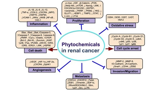 Cancers | Free Full-Text | Phytochemicals for the Prevention and