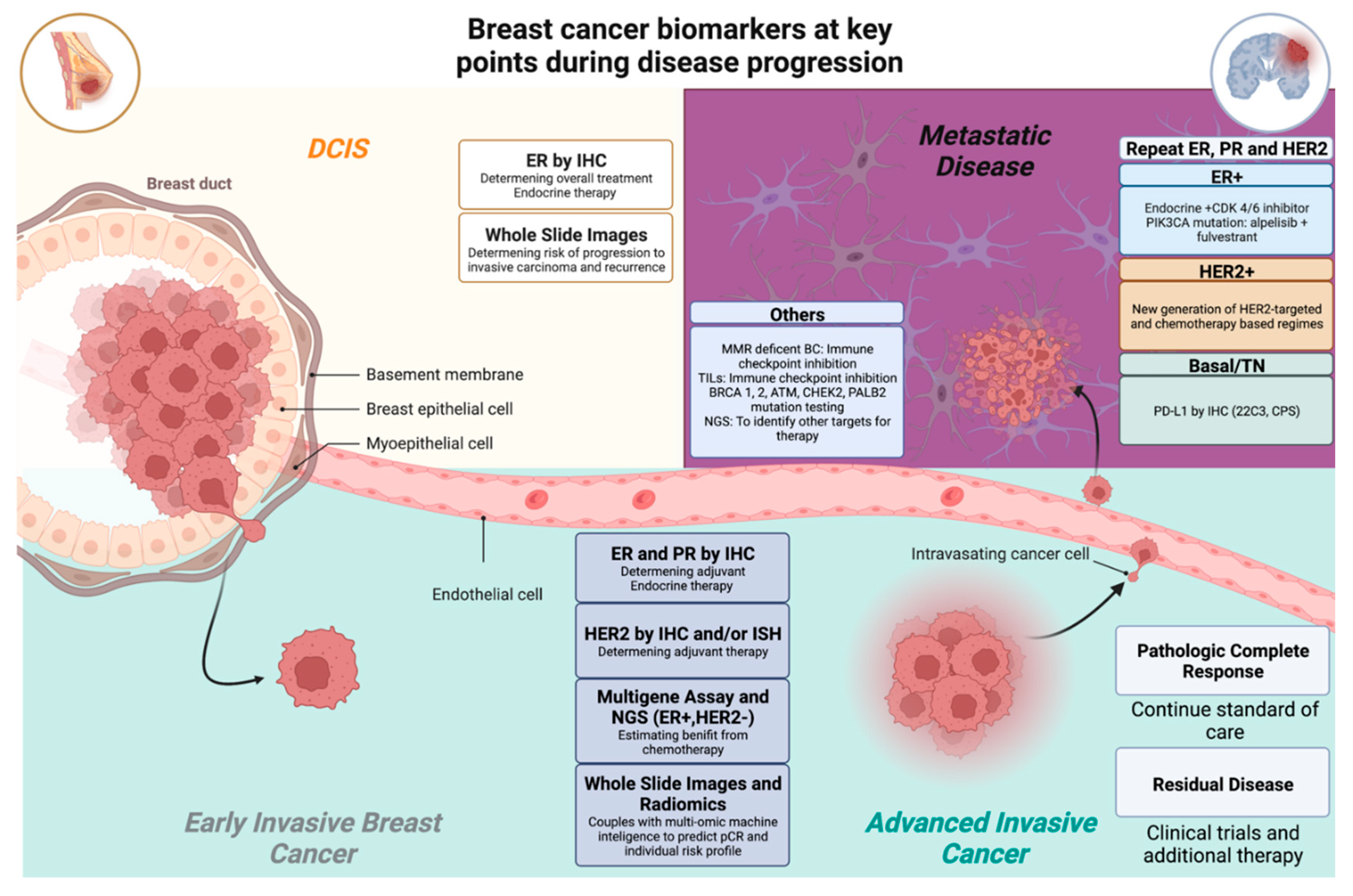 An emerging generation of endocrine therapies in breast cancer: a clinical  perspective