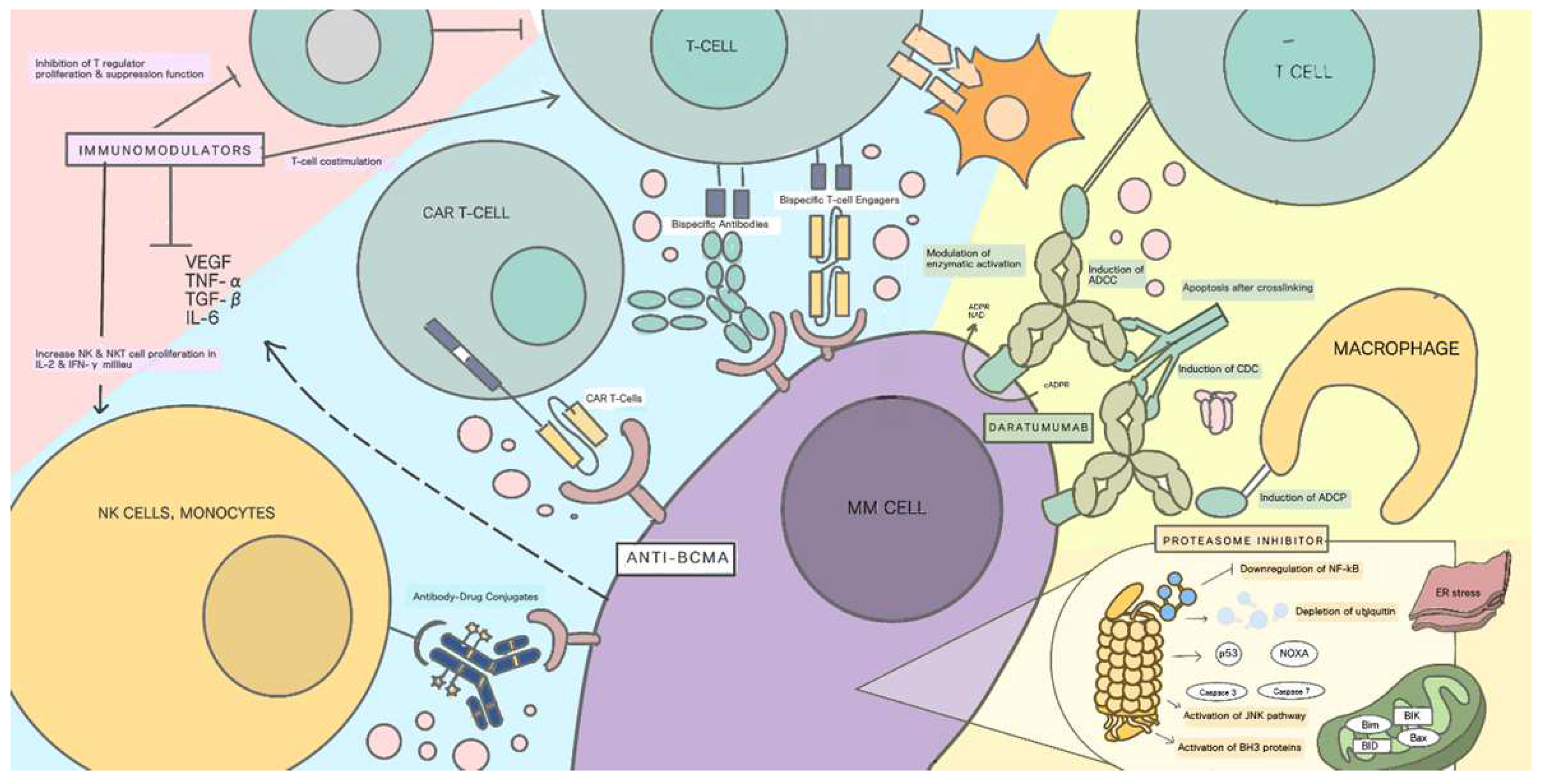 Cancers | Free Full-Text | Role Of Anti-B-Cell Maturation Antigen (BCMA ...