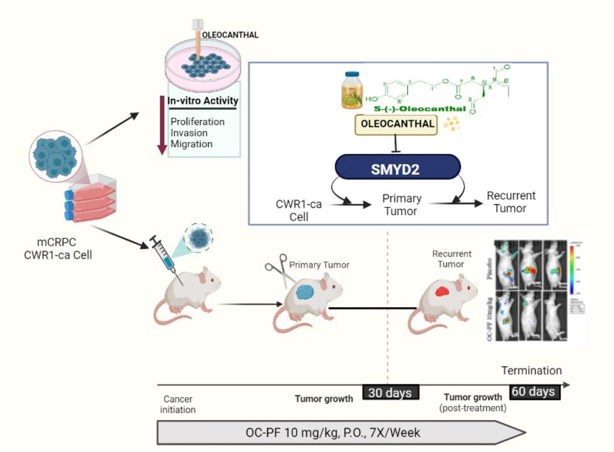 Cancers | Free Full-Text | Oleocanthal Attenuates Metastatic  Castration-Resistant Prostate Cancer Progression and Recurrence by  Targeting SMYD2