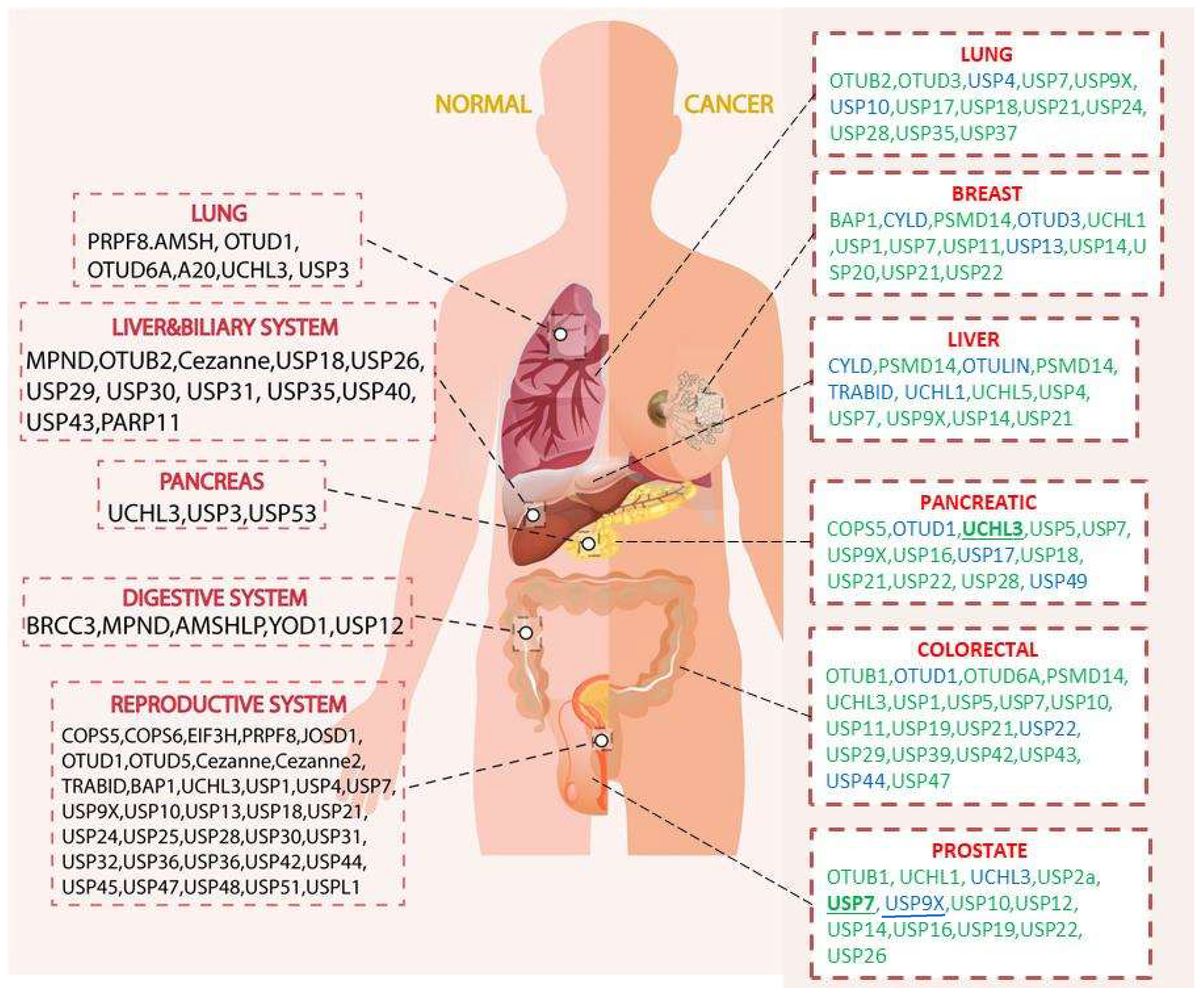 Cancers | Free Full-Text | Deubiquitinases in Cancers: Aspects of  Proliferation, Metastasis, and Apoptosis