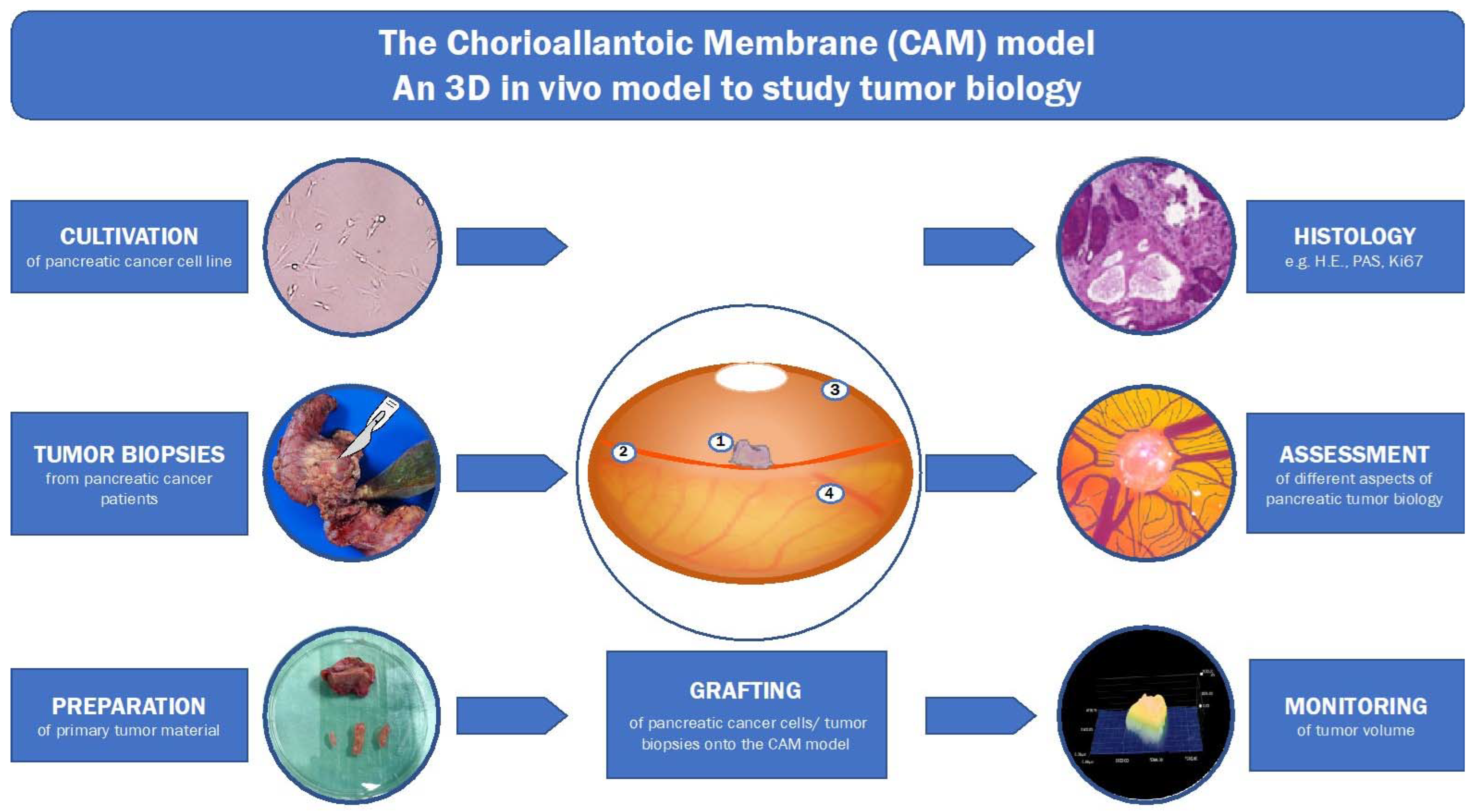 Ashley Furman vasthouden Zijdelings Cancers | Free Full-Text | 3D In Vivo Models for Translational Research on  Pancreatic Cancer: The Chorioallantoic Membrane (CAM) Model