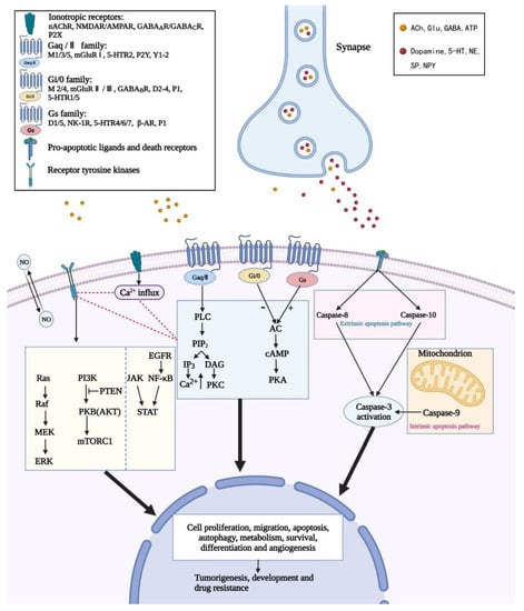 Cancers | Free Full-Text | Neurotransmitters: Potential Targets in ...