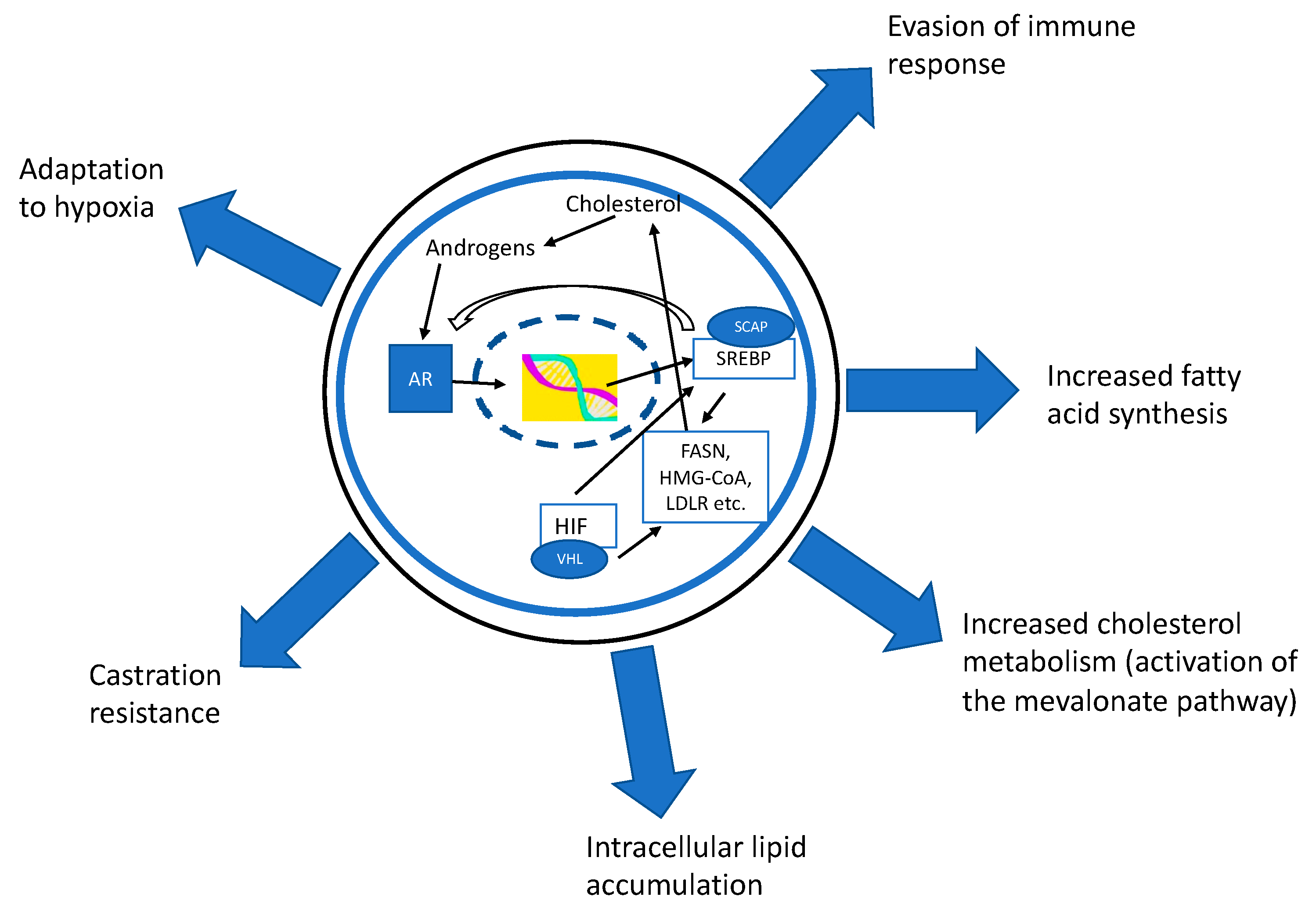 Cancers | Free Full-Text | Role of Lipids and Lipid Metabolism in Prostate  Cancer Progression and the Tumor’s Immune Environment