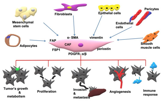 Cancers | Free Full-Text | Cancer-Associated Fibroblasts: The Origin ...