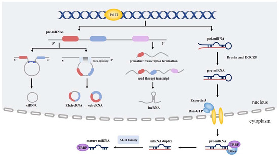 Cancers | Free Full-Text | Emerging Role of Noncoding RNAs in EGFR TKI ...