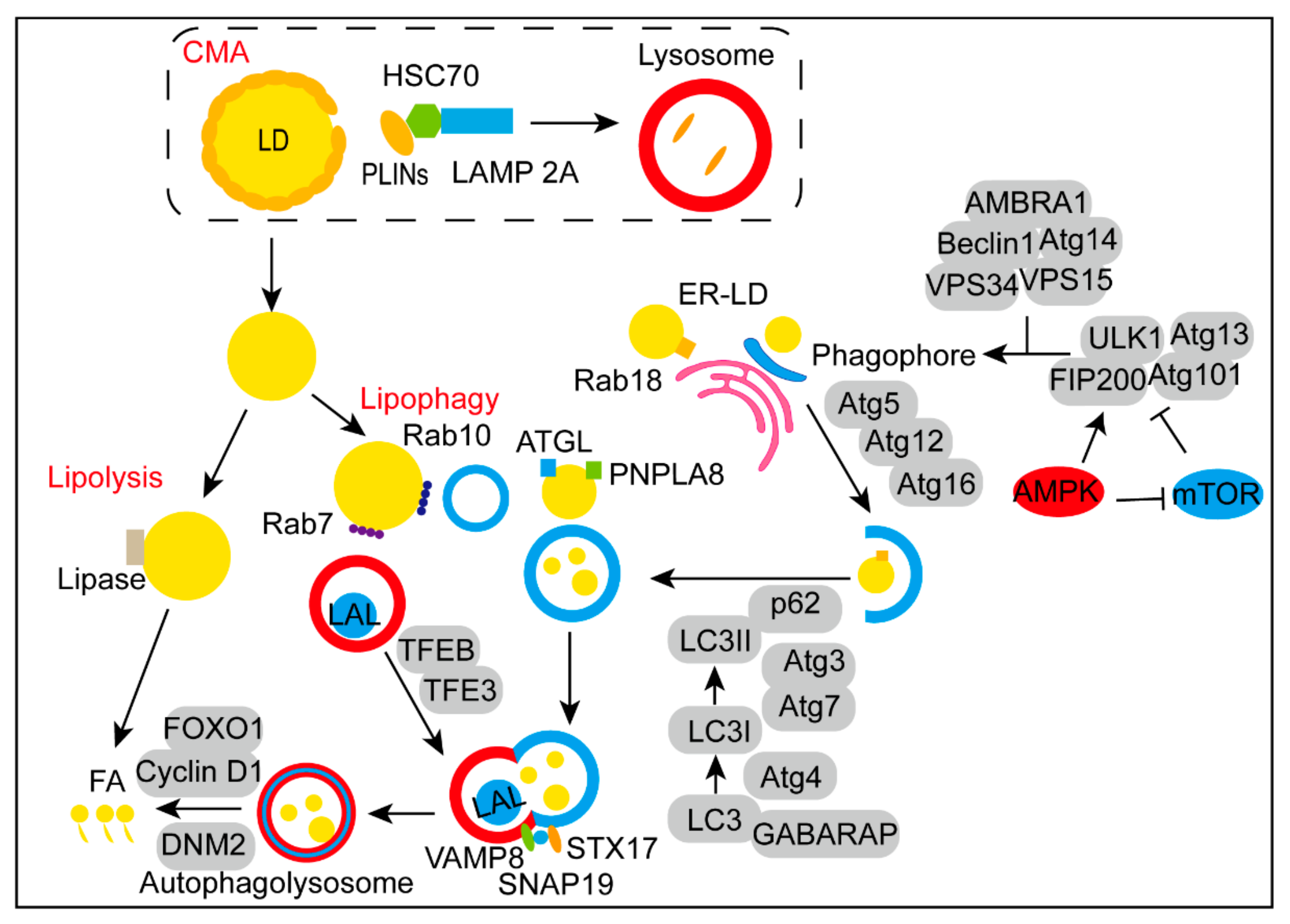 The fusion of autophagosomes and lysosomes is regulated by KDELR