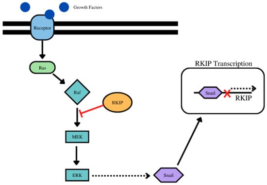 Cancers | Free Full-Text | The Role of RKIP in the Regulation of EMT in ...