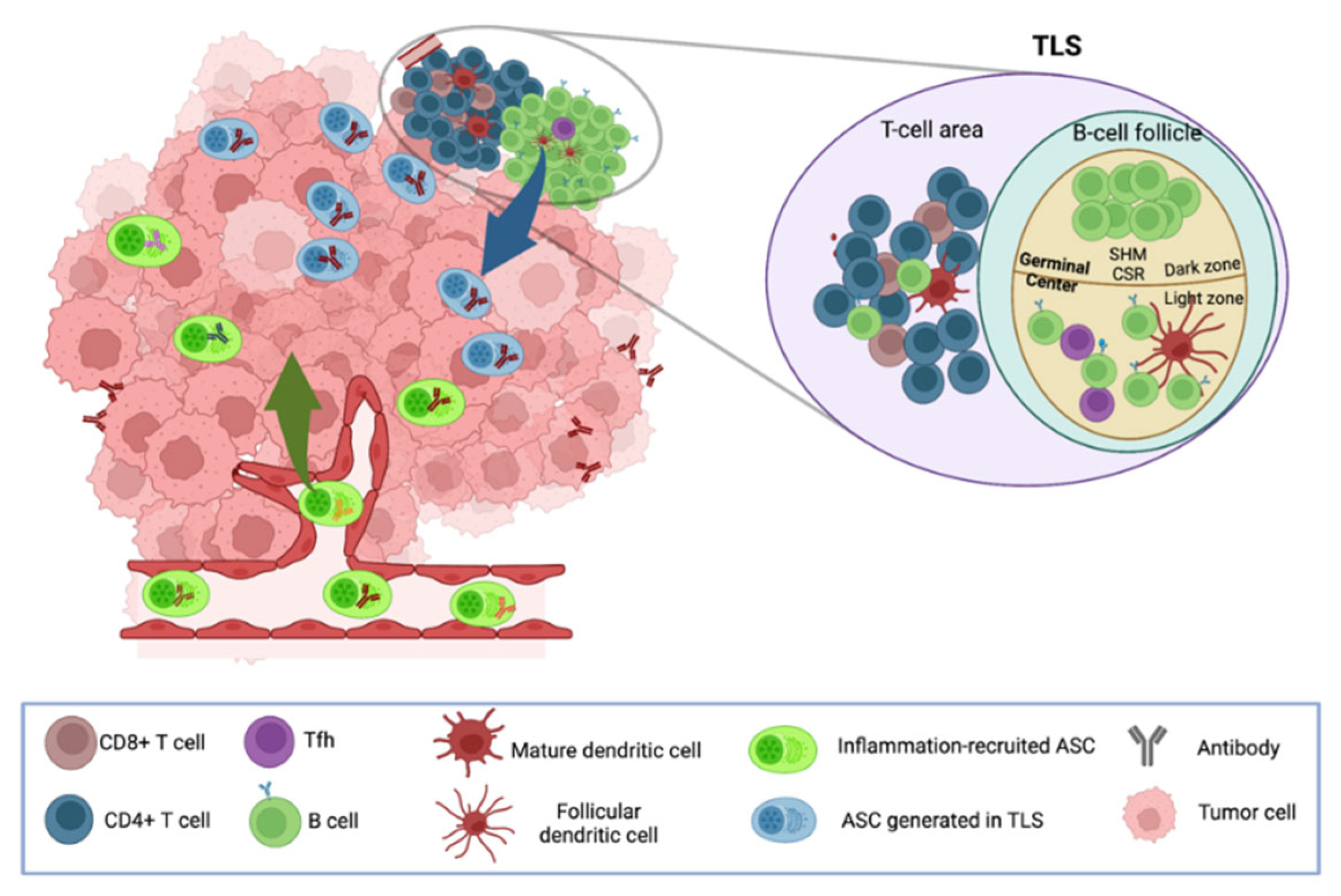 Cancers | Free Full-Text | Heterogeneity and Functions of Tumor 