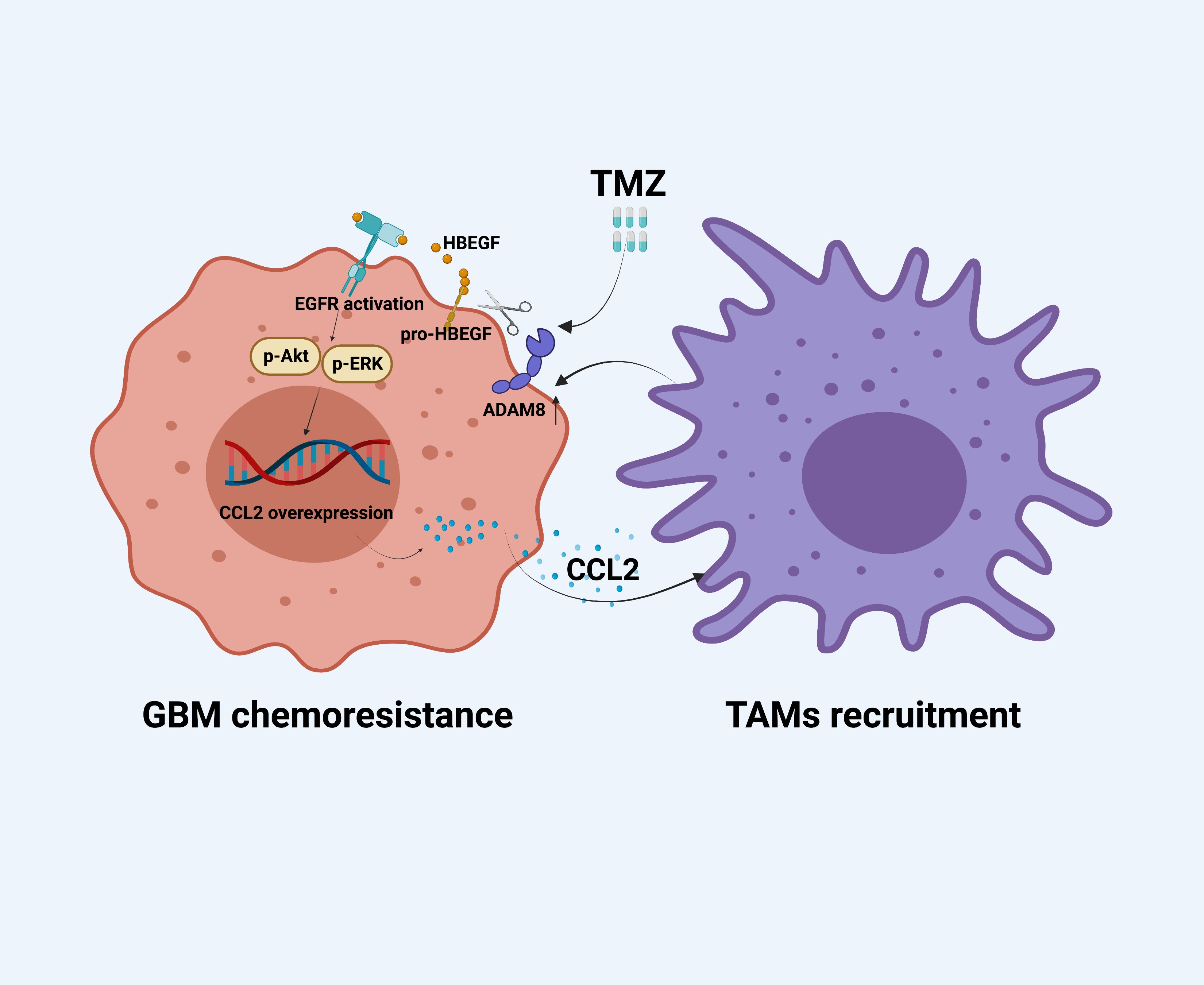 Cancers | Free Full-Text | The GBM Tumor Microenvironment as a Modulator of  Therapy Response: ADAM8 Causes Tumor Infiltration of Tams through  HB-EGF/EGFR-Mediated CCL2 Expression and Overcomes TMZ Chemosensitization  in Glioblastoma