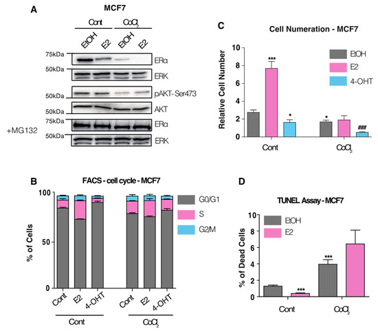 Cancers | Free Full-Text | Hypoxia and ERα Transcriptional 