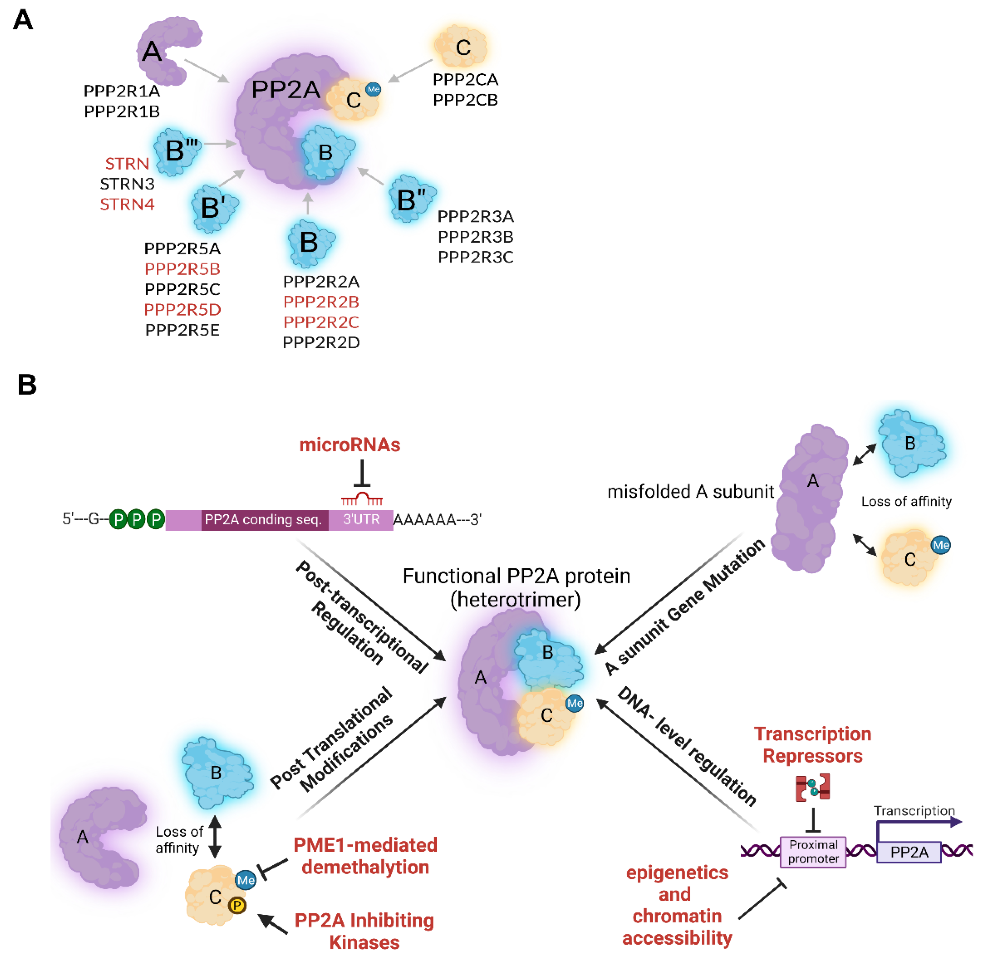 Cancers | Free Full-Text | Pleiotropy of PP2A Phosphatases in 
