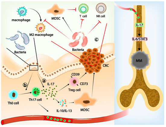 Cancers | Free Full-Text | Gut Microbiota and Tumor Immune Escape 