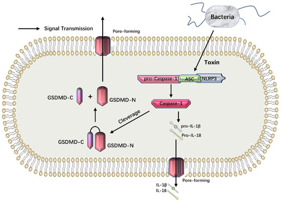 Pyroptosis In Cancer Pyroptosis and Its Role in Cervical Cancer