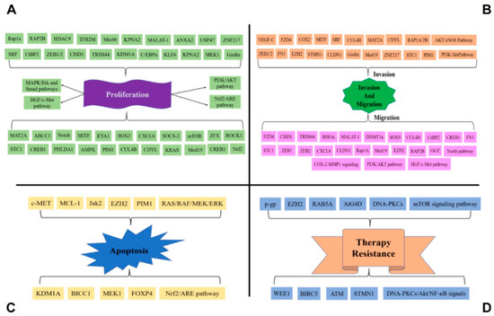 Cancers | Free Full-Text | MiR-101: An Important Regulator Of Gene ...